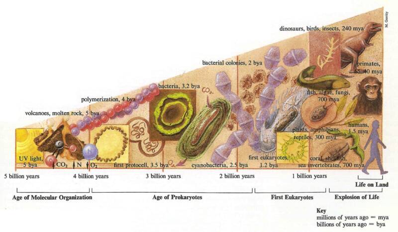 evolution2.jpg
