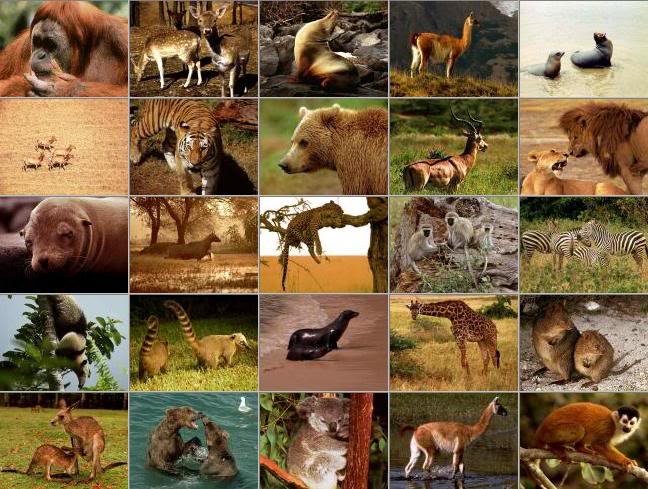 mammals.jpg