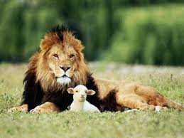 lionLamb.jpeg